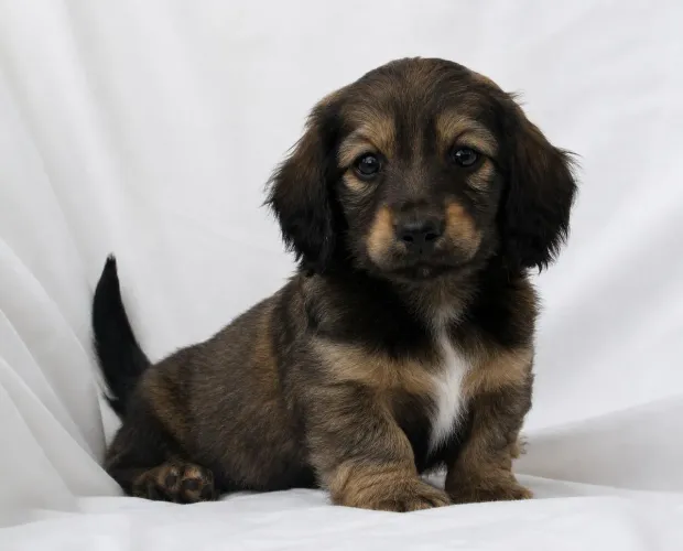Dachshund salsichinha pelo longo em até 12x