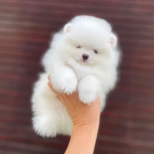 Lulu da Pomerânia O Seu Ursinho Anão
