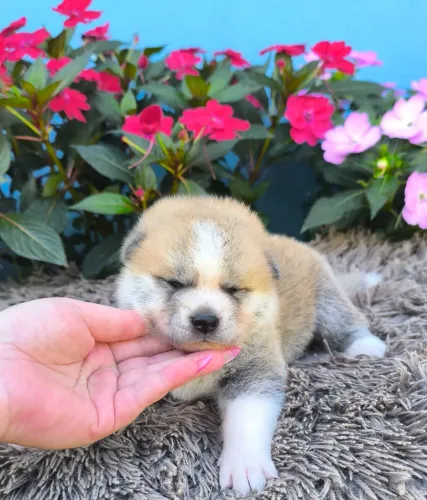 Akita inu Filhotes