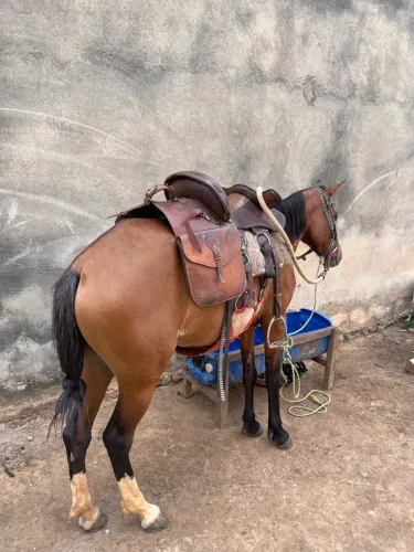 Égua muito mansa sem defeito muito macia de sela