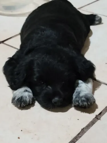 Vendo filhotes de shihpoo