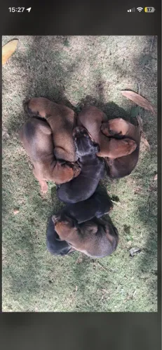 Filhotes de Doberman