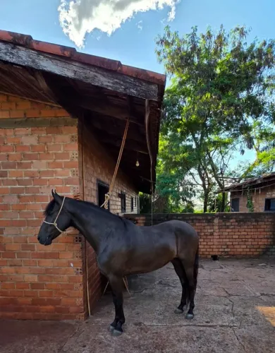 Cavalo Manga Larga Marchador (Potro)