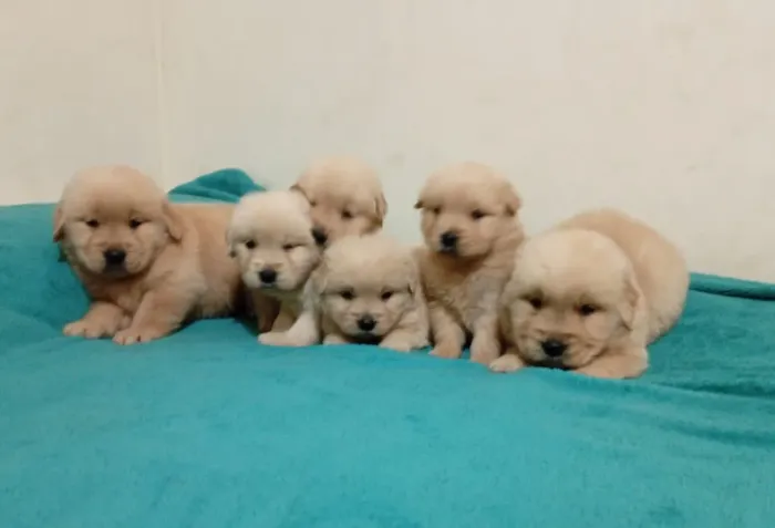 Lindos filhotes de Golden Retriver 