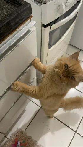 Gato persa