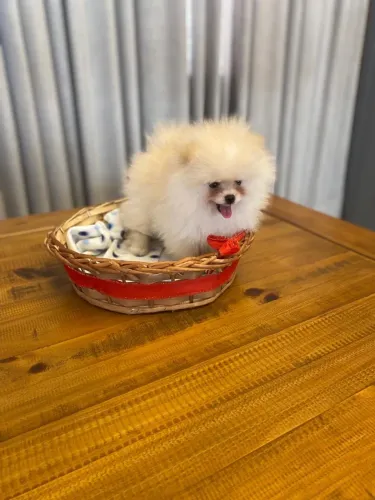 Spitz alemão anão 