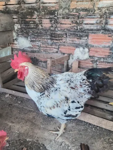 Vendo 2galos caipirao 