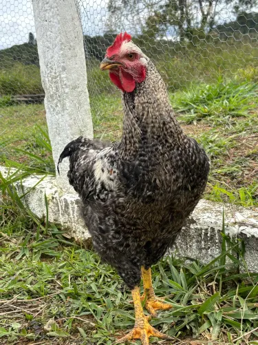 Animal galo caipira jovem