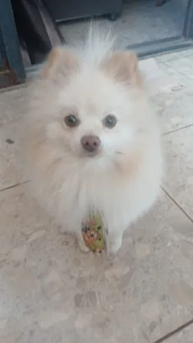 Lulu da Pomerânia