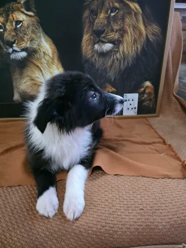 Filhotes de Border Collie