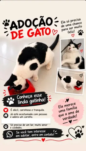 Doa-se gata!!