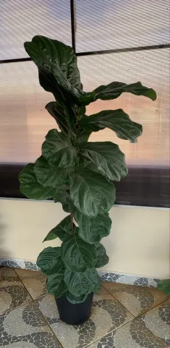 Planta Ficus Lyrata