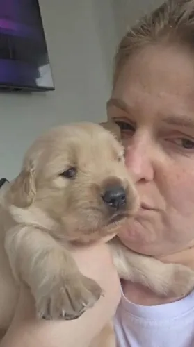Filhote de Golden Retriever macho.
