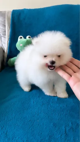 Mini Lulu da Pomerania