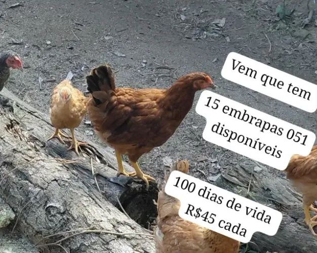 EMBRAPA 051 100 DIAS