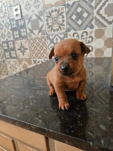 Pinscher macho 