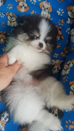 Filhote de Spitz Alemão 