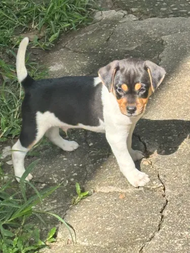 Filhote fox paulistinha