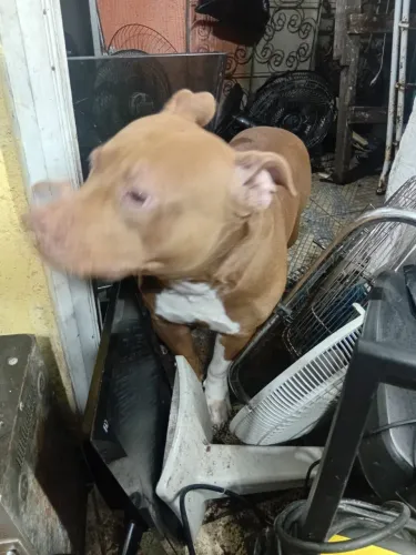 Cachorro Pit Bull 1 ano e meio