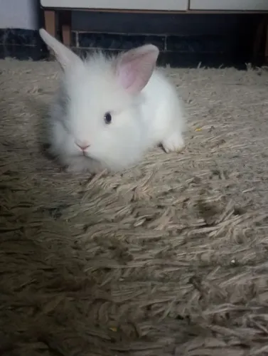 Filhotes de coelhos a venda 