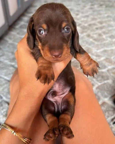 Filhote macho de dachshund salsicha kaninchen