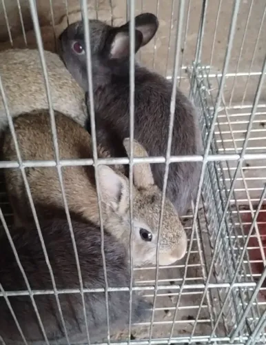 Coelhos