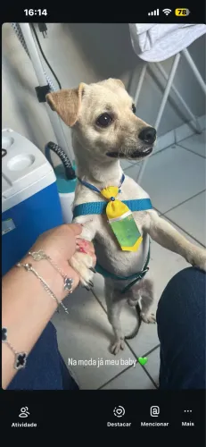 Doação de cachorro 