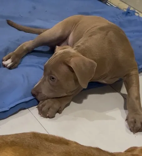 Filhote pitbull fêmea