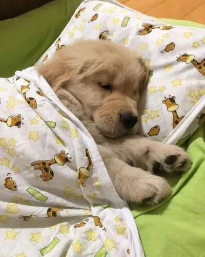 Filhote Golden Retriever, Quem resiste a esses olhinhos brilhantes?