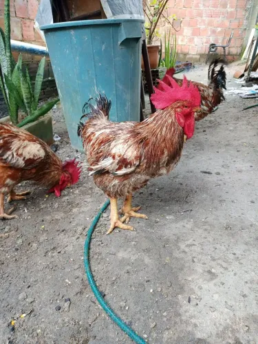 Galo de Capoeira