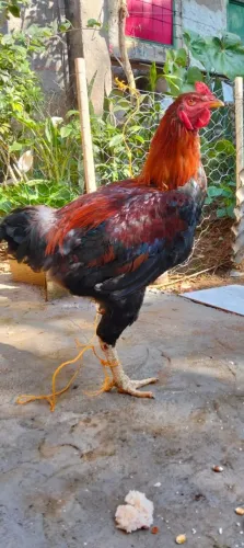 Vendo 2 galos
