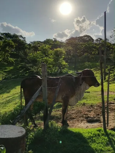 NOVILHA GIR PARIDA DE FEMIA UMA BIZERRINHA LINDA