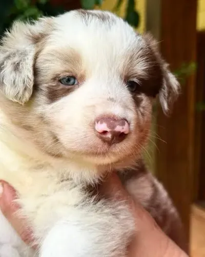 Bordercollie 1000$ desmamado e vermifugado já vacinado