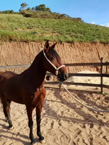 Vende-se cavalo