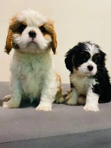 Imperdível! Cavalier fotos de hoje reais 