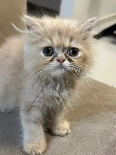 Filhotes de gato Persa fêmea 