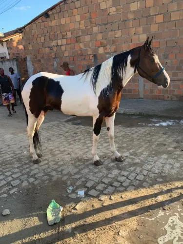 Vendo Cavalo de Picado