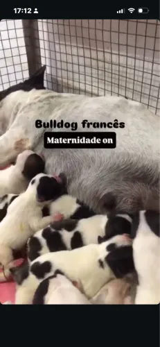 Bulldog Francês fêmea