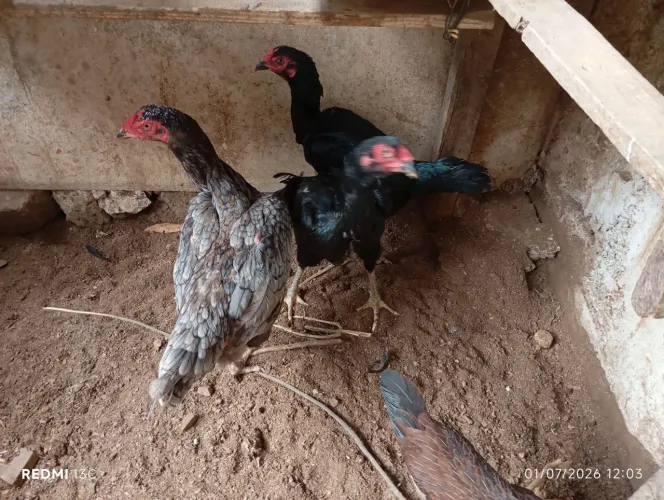 Galinha índia raça apurada