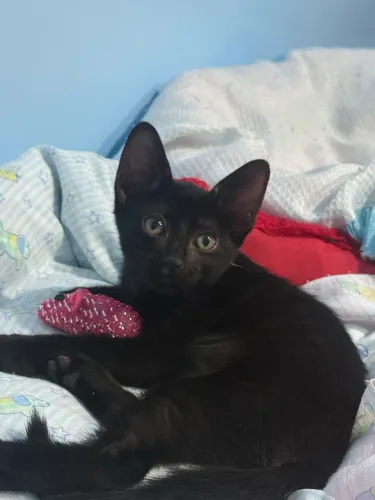 Lindo gatinho pra adoção responsável