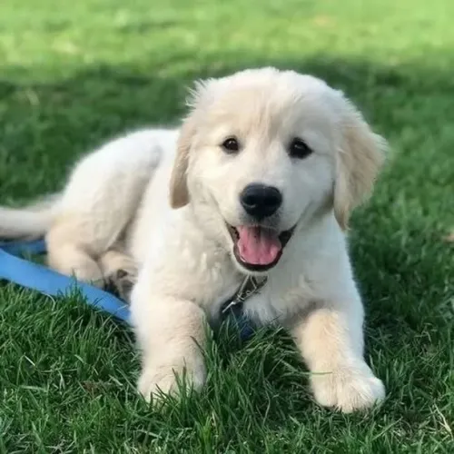 Filhotes de Golden retriever | Um pet especial para quem ama companhia.
