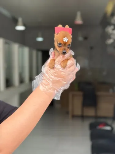 Pinscher Miniatura com Garantias em Contrato