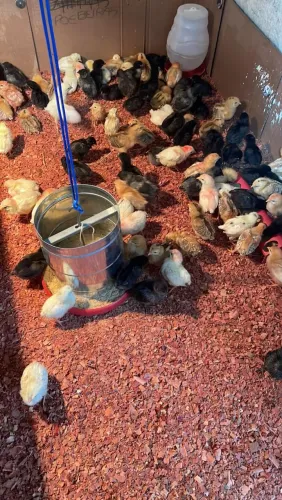 Pitainhas Podeiras Ovos Coridos Com 10 dias de Vida