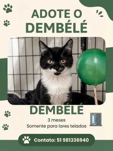 Gatinho preto filhote e gatinho frajola