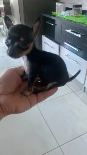 Pinscher mine fêmea