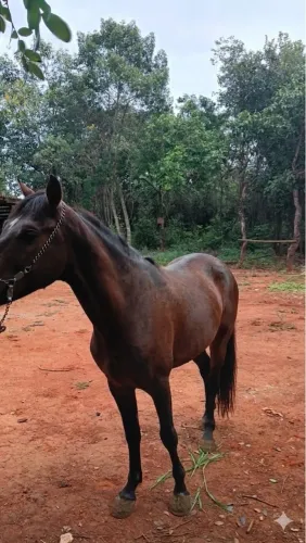 Potro mangalarga 
