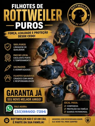 Rottweiler