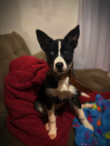 Husky Siberiano (Aceito propostas)