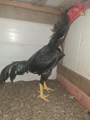 GALO SHAMO