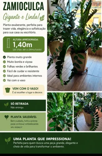zamioculca, planta adulta, muito volumosa, peça decorativa, ideal para varanda, clínica..